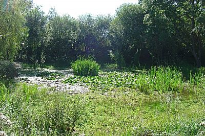 Friston Pond